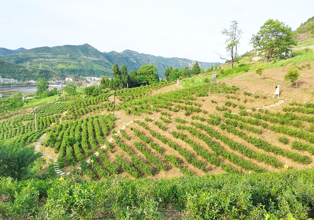 茶園展示